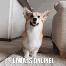 Liwa Is GIF - Liwa Is Online GIFs