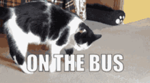 On The Bus Cat GIF - On The Bus Cat Roll GIFs