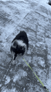 a black and white dog on a leash is walking on a snowy sidewalk