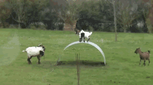 Goats Playing With A Sheet Of Metal GIF - Goats Play Fun GIFs