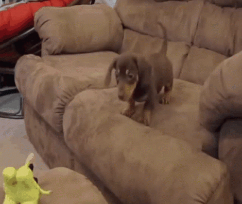 Jamnik Dachshund GIF - Jamnik Dachshund Cute GIFs