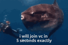 Join Vc Fish Vc GIF - Join Vc Fish Vc Voice Chat GIFs