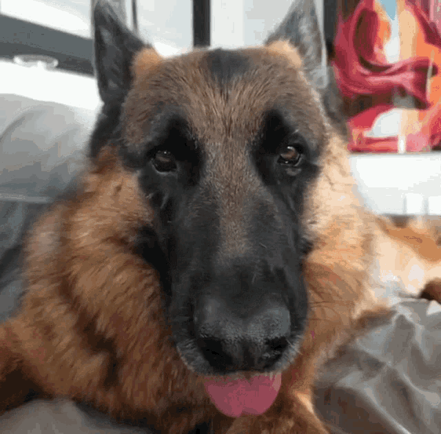 Dog Cute GIF - Dog Cute German Shepherd - Discover & Share GIFs
