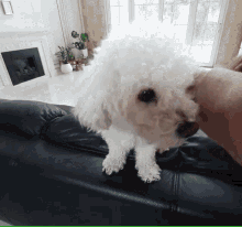 a small white dog is sitting on a black leather couch in a living room