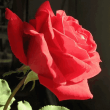 Love Rose GIF - Love Rose Red GIFs