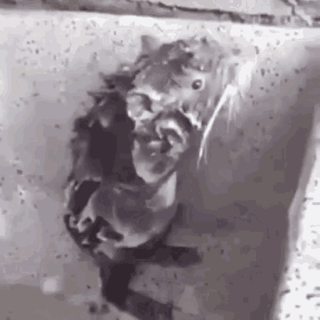 rat-taking-a-bath.gif