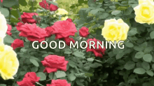good morning flowers greetings good day garden