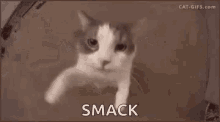Cat Kisses GIF - Cat Kisses Smack GIFs