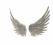fly angel
