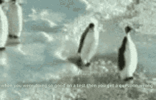 Test Penguin GIF - Test Penguin Slap GIFs