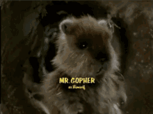 Mr. Gopher - Caddyshack GIF - Caddyshack Himself Mr Gopher GIFs