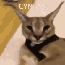 Cynta GIF - Cynta GIFs
