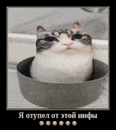 a picture of a cat sitting in a bowl with a caption in russian