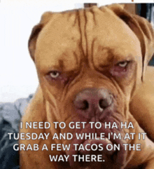 a brown dog with a caption that says i need to get to ha ha