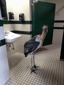 a large bird is standing in a bathroom next to a green door