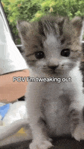 a close up of a kitten with the words pov i 'm tweaking out