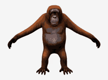 Monkey GIF