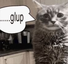 a cat with a white speech bubble that says glup