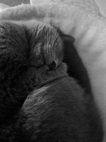 a black and white photo of a cat with its eyes closed