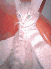Cat Belbovercat GIF - Cat Belbovercat GIFs