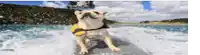 a dog wearing a life jacket is riding a boat in the ocean