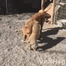 doggies playing big dog puppies viralhog