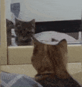 Cat Kitty GIF - Cat Kitty Mirror GIFs