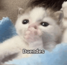 a white and brown kitten laying on a blue blanket with the word duendes written on it .