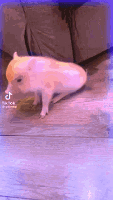 Terrorblade Pig GIF - Terrorblade Pig GIFs