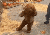 a teddy bear is standing on its hind legs in front of a pumpkin patch .