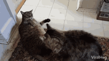 Viralhog Cats GIF - Viralhog Cats Slap GIFs