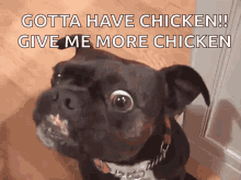 dog watinf eating chicken