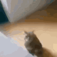 a blurred image of a cat 's head and paw