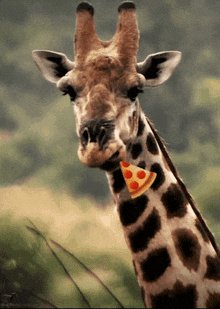 Giraffe Pizza GIF - Giraffe Pizza Eating GIFs
