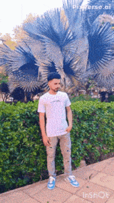 a man in a white striped shirt stands in front of a palm tree in a park