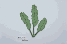 How To Make Kale Paper Version GIF