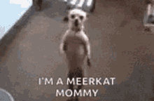 Excited Watch Me GIF - Excited Watch Me Im Meerkat GIFs