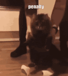 Penalty Cat GIF - Penalty Cat Sticky Note Cat GIFs