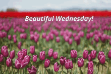 Wednesday Tulips GIF - Wednesday Tulips Tulip GIFs