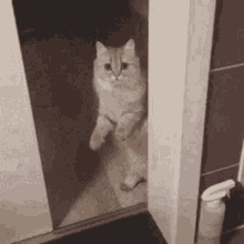 cat close door