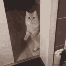 GIF