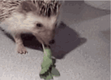 Cilantro Hedgehog GIF