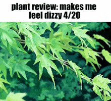 Weed Plant GIF - Weed Plant GIFs