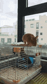 a rabbit sitting on top of a cage with a window in the background