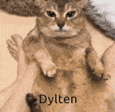 Dylten GIF - Dylten GIFs