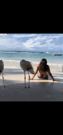 Beautiful Beach GIF - Beautiful Beach Flamingos GIFs