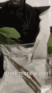 Drink Water Maksas The Cat GIF - Drink Water Maksas The Cat GIFs