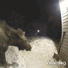 Sniffing Moose GIF - Sniffing Moose Viralhog GIFs