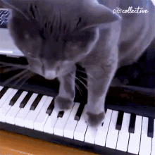Piano The Pet Collective GIF - Piano The Pet Collective Playing Piano GIFs
