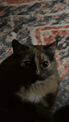 a calico cat is laying on a blanket and looking up at the camera